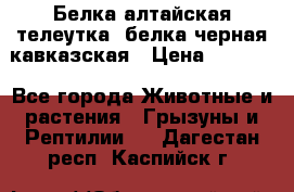 Белка алтайская телеутка, белка черная кавказская › Цена ­ 5 000 - Все города Животные и растения » Грызуны и Рептилии   . Дагестан респ.,Каспийск г.